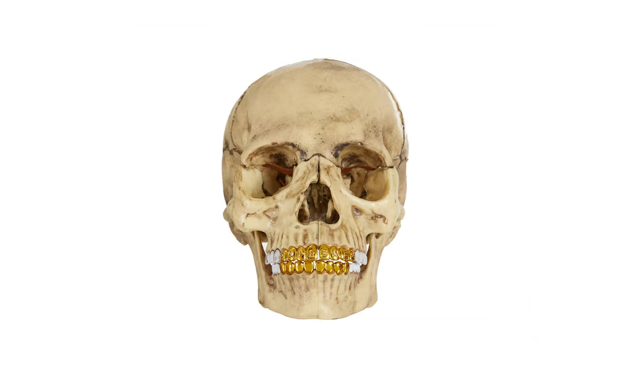 Supreme 4D Model Human Skull Natural